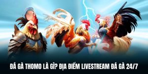 Đá Gà Thomo Là Gì? Địa Điểm Livestream Đá Gà 24/7